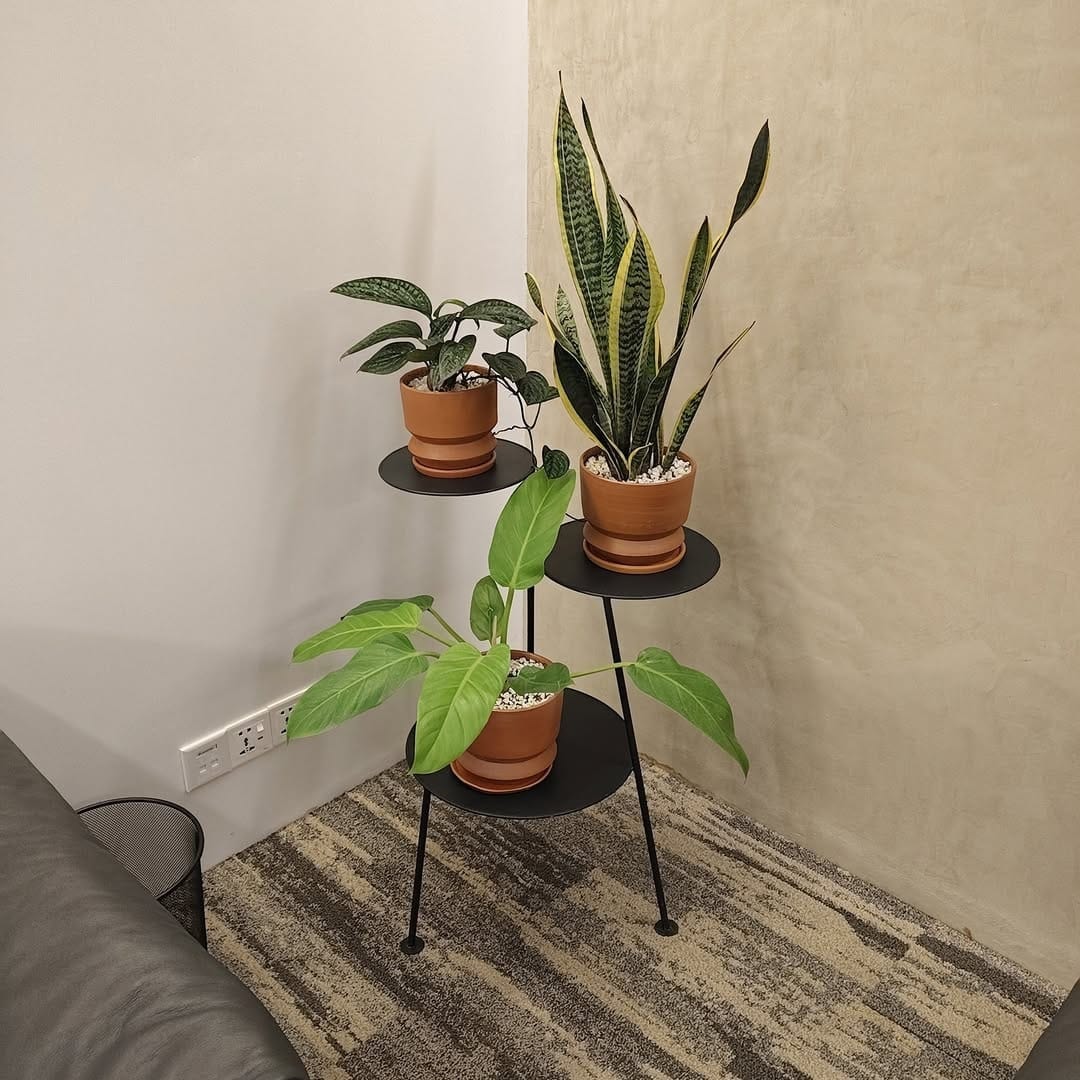 Beautify your home with the Three-tier plant stand. Sturdy, Hammer heat painted black color @ Tk.5,500 ~ Discounted from Tk.6500 for limited time