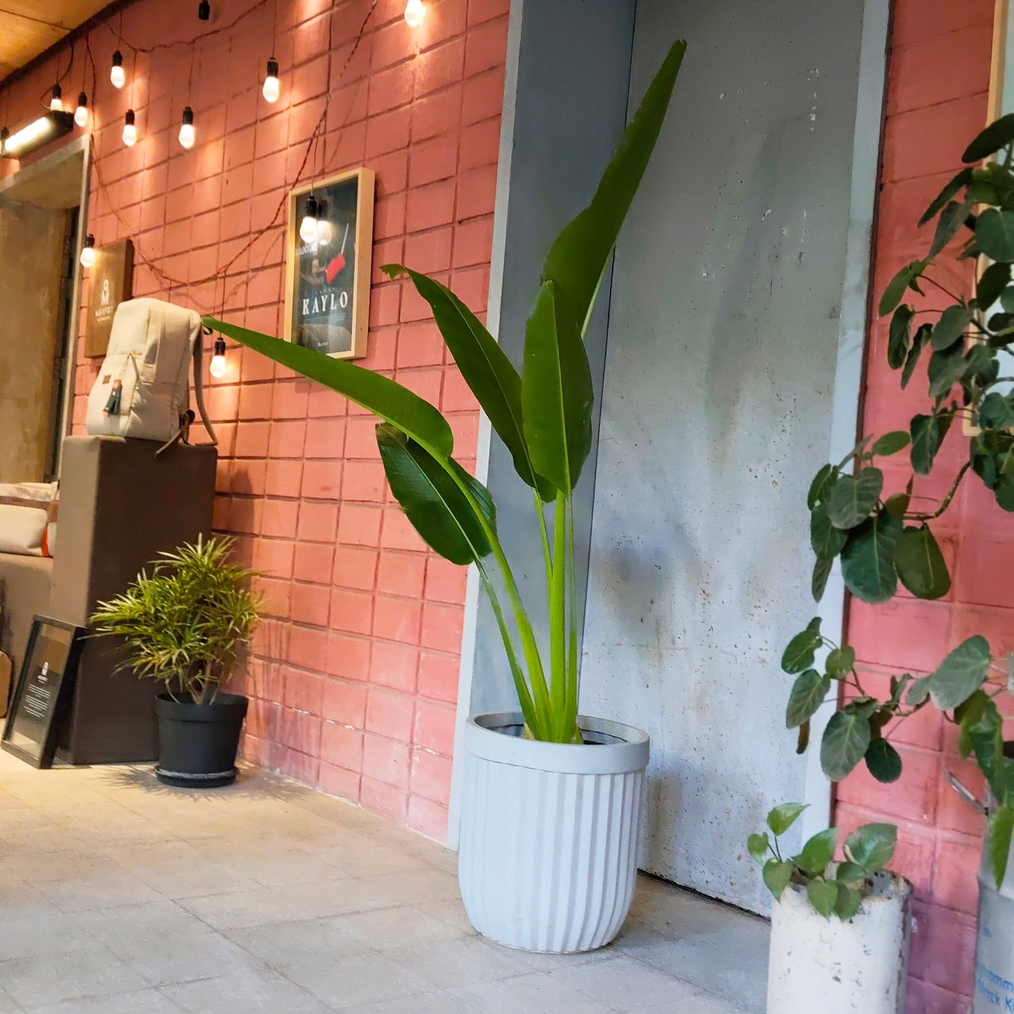 Traveler's Palm ☘😍