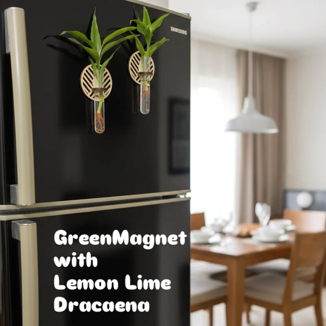 GreenMagnet is back in town ornamented with a Lemon-Lime Dracaena into a borosilicate glass tube hung on a lovely lasercut wooden frame with a strong earth magnet.

Price: Tk.450.