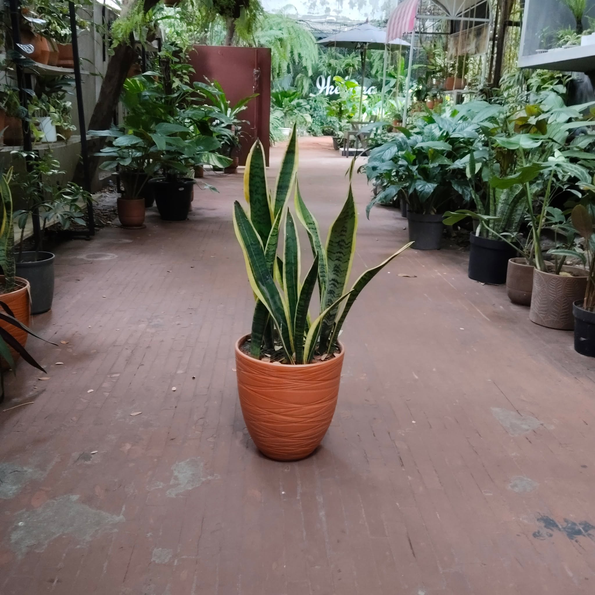 Your favorite Yellow Sansevieria in The Big pot. Stock Limited so order fast.