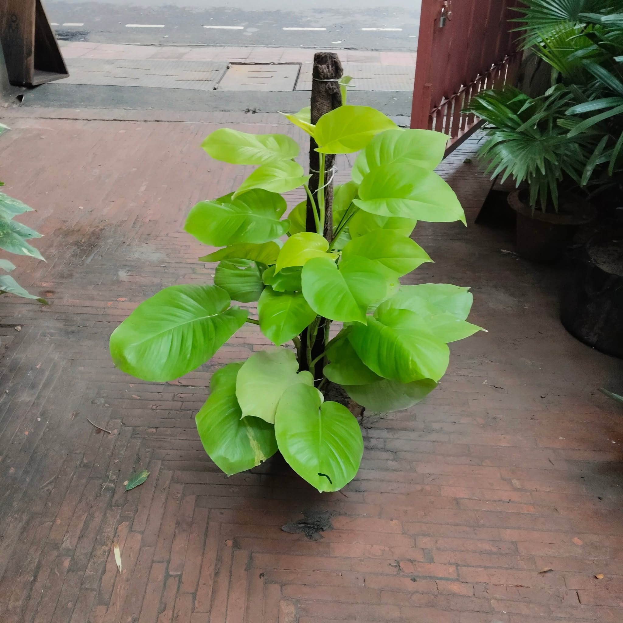 Lush Big Leaf 'Neon' Pothos. Ideal for indoor and Shady environment.