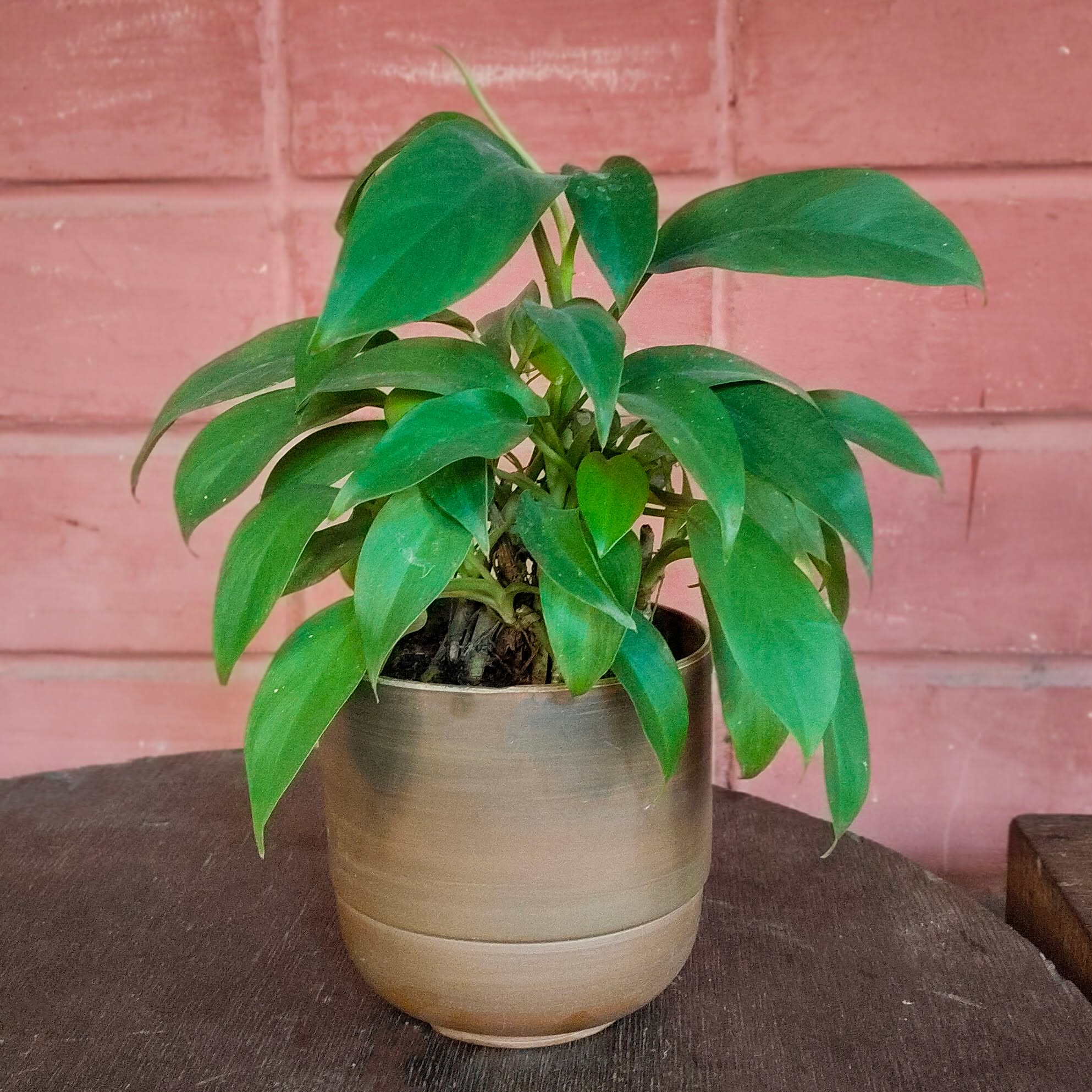 Philodendron in Handcrafted Studio Ceramic Pot. 🪴😍