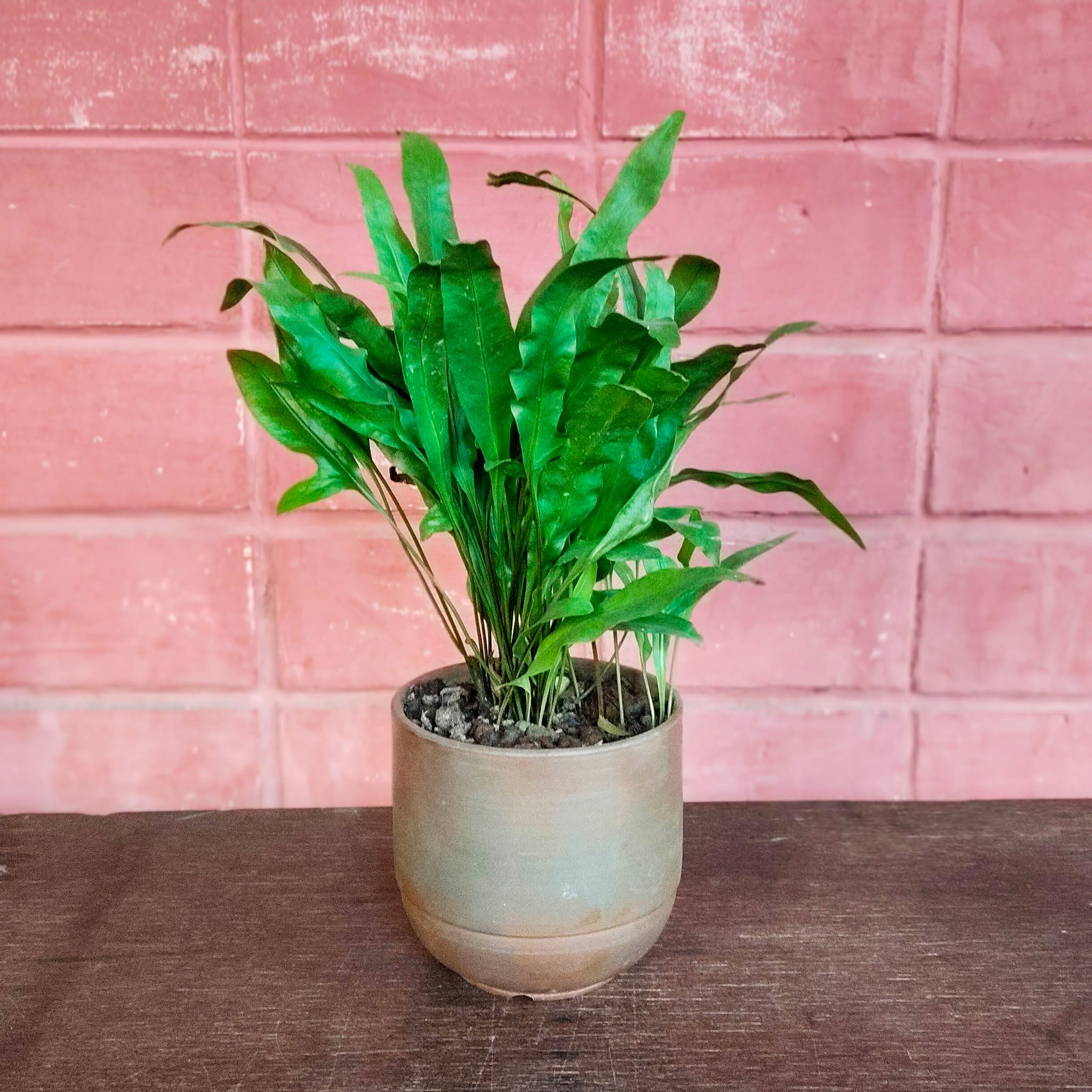 New Plant Alert!!! 
Indo - Java Fern in handcrafted Ceramic Pot.