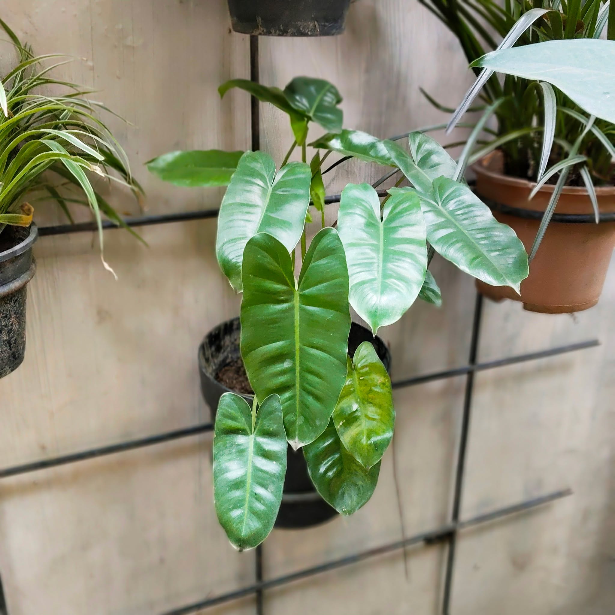 Philodendron Burle-Marx