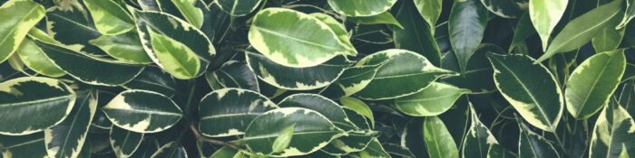 cropped-beautiful-botanical-bush-1386313-scaled-1.jpg