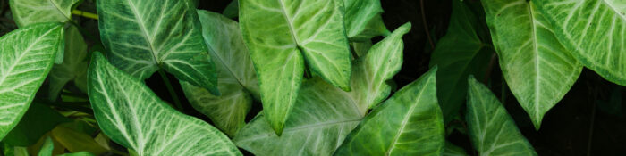 Arrowhead Vine Care