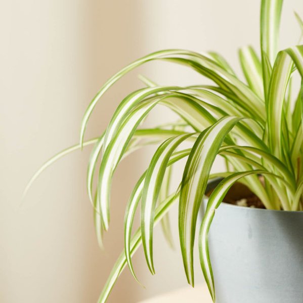 Spider Plant