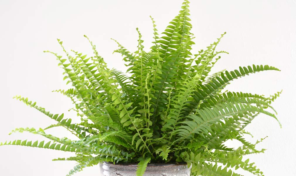 Boston Fern Care