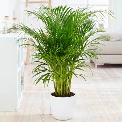 Areca Palm