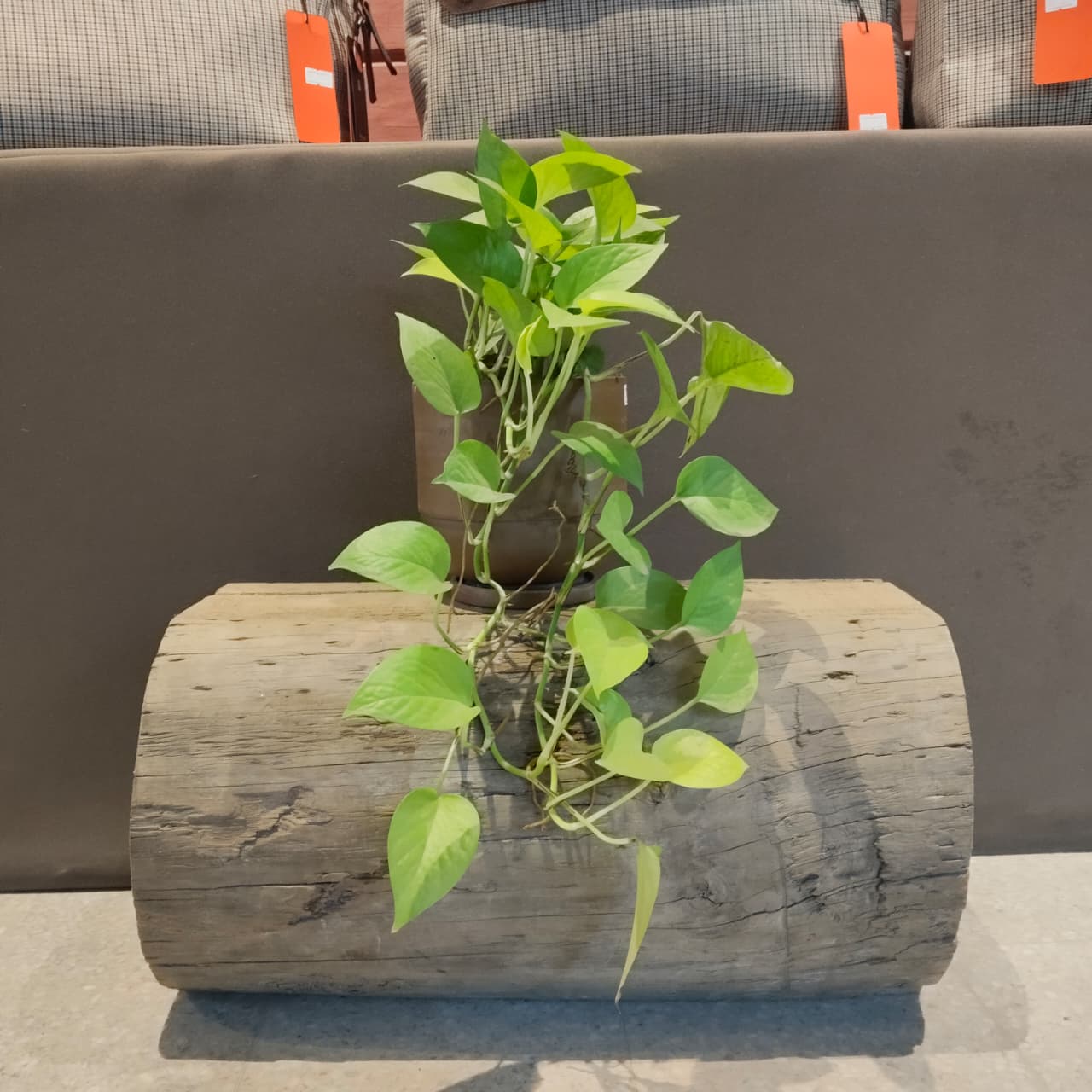 Trailing Neon Pothos.