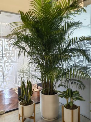 office plants Areca Palm