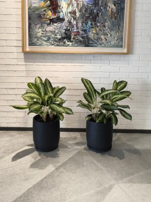Aglaonema Butterfly